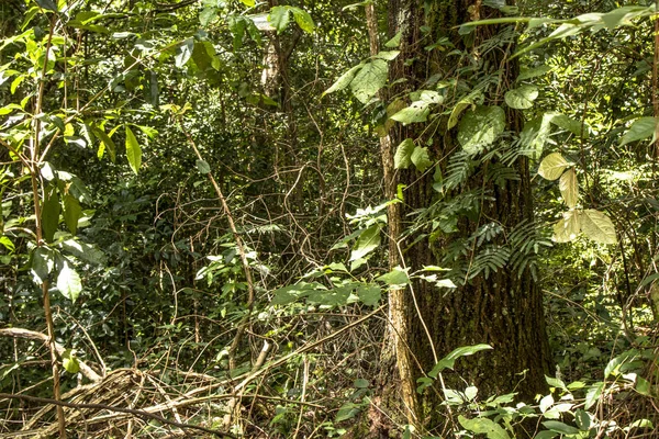 Detail Atlantic Rainforest Brazil — Stock Photo, Image