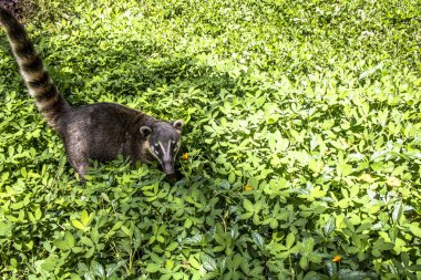 Güney Amerika Coati, Brezilya'da parkta Nasua nasua