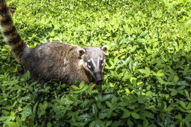 Güney Amerika Coati, Brezilya'da parkta Nasua nasua