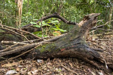 Brezilya 'daki Atlantik yağmur ormanlarının detayları