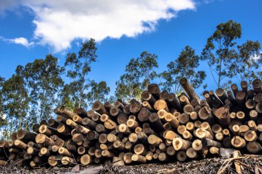 Ağaç yonga için hasat Plantation okaliptüs ağaçları