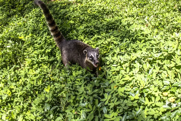 Dél Amerikai Coati Nasua Nasua Parkban Brazíliában — Stock Fotó