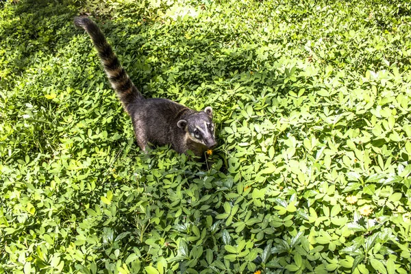 Jihoamerický Coati Nasua Nasua Brazílii — Stock fotografie