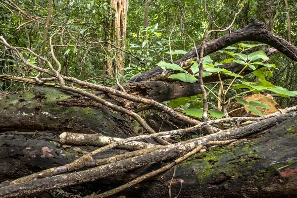 Detail Atlantic Rainforest Brazil — Stock Photo, Image