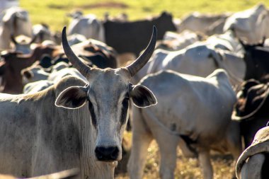 Brezilya 'da bir grup sığır hapsedildi
