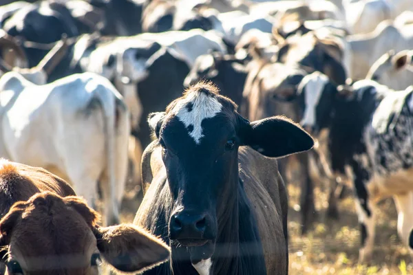 ブラジルに閉じ込められた牛のグループ — ストック写真