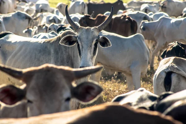Группа Скота Заключении Бразилии — стоковое фото