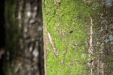 Brezilya 'daki Atlantik yağmur ormanlarının detayları