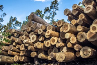 Ağaç yonga için hasat Plantation okaliptüs ağaçları