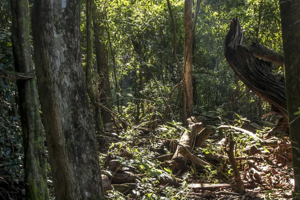 Detail Des Atlantischen Regenwaldes Brasilien — Stockfoto