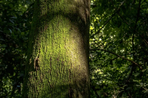 Деталь Тропических Лесов Бразилии — стоковое фото