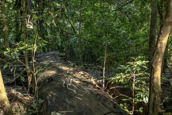 Деталь Атлантичного Дощового Лісу Бразилії — стокове фото