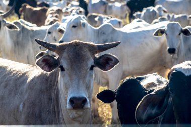Brezilya 'da bir grup sığır hapsedildi