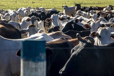 Brezilya 'da bir grup sığır hapsedildi