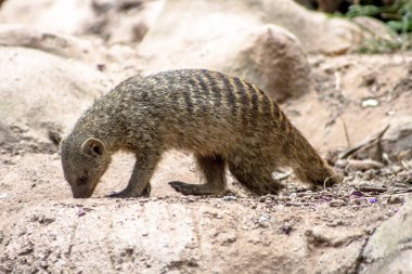 Brezilya'da hayvanat bahçesinde Bantlı Mongoose veya Zebramanguste ou Mungos Mungo