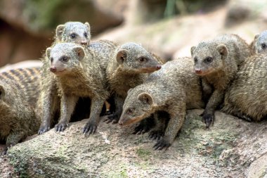 Banded Mongoose or Zebramanguste ou Mungos Mungo in zoo in Brazil clipart