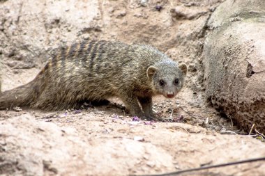 Brezilya'da hayvanat bahçesinde Bantlı Mongoose veya Zebramanguste ou Mungos Mungo