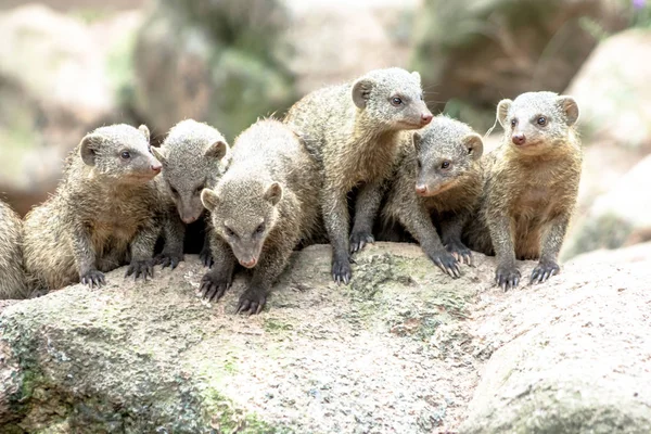 Banded Mongoose Zebramanguste Mungos Mungo Zoo Brazil — Stock Photo, Image