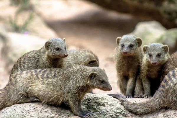 Banded Mongoose Zebramanguste Mungos Mungo Zoológico Brasil — Fotografia de Stock