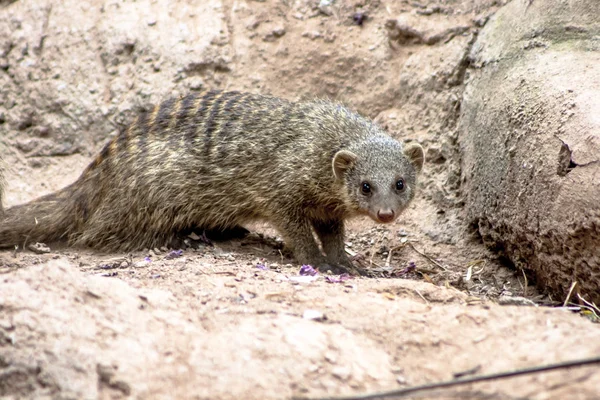 Brezilya'da hayvanat bahçesinde Bantlı Mongoose veya Zebramanguste ou Mungos Mungo