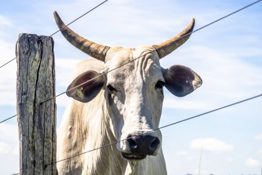 Mavi gökyüzü arka plan ile nelore sığır Başkanı