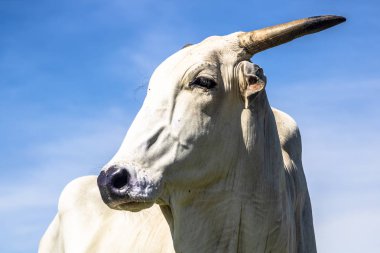 Mavi gökyüzü arka plan ile nelore sığır Başkanı