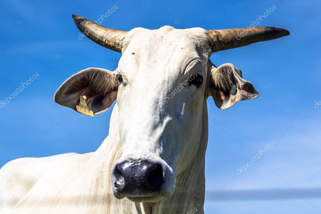 Head of nelore cattle with blue sky background