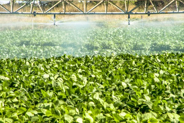 irrigation system watering a farm field of soy, in Brazil