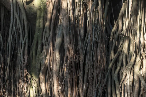 Air Roots Ficus Elastica — Stock Photo, Image