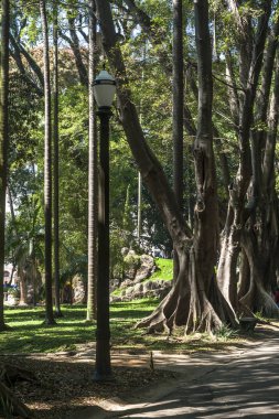 Sao Paulo, Brezilya, 29 Ekim 2011. Sao Paulo şehir merkezindeki Luz Halk Parkı'ndaki insanlar. Burası şehrin ilk halka açık parkı.