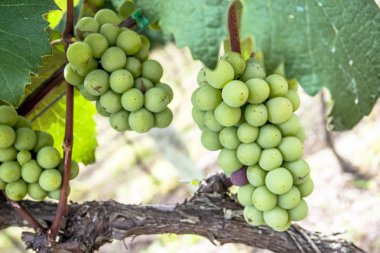 Brezilya 'da beyaz üzüm meyvesi
