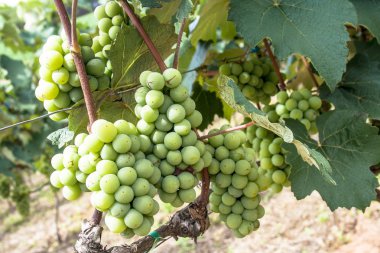 Brezilya 'da beyaz üzüm meyvesi