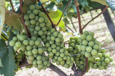 Brezilya 'da beyaz üzüm meyvesi