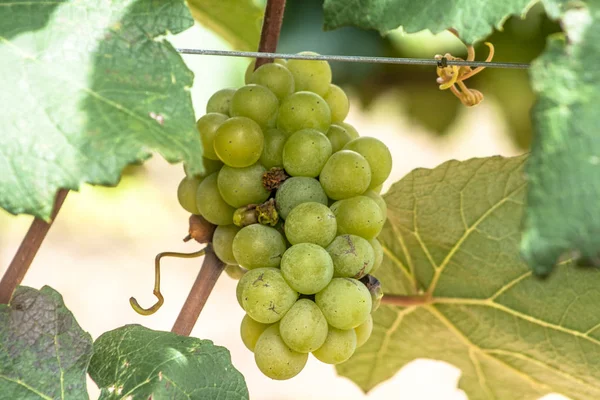 White Grape Fruit Brazil — Stock Photo, Image