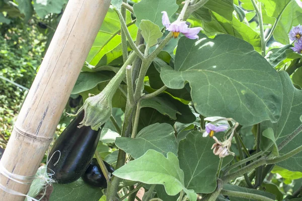 花园里的茄子 新鲜的有机茄子茄子 生长在土壤中的紫色茄子 — 图库照片