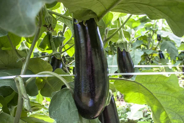 Bakłażan Ogrodzie Świeże Bakłażany Organiczne Bakłażan Fioletowy Bakłażan Rosnący Glebie — Zdjęcie stockowe