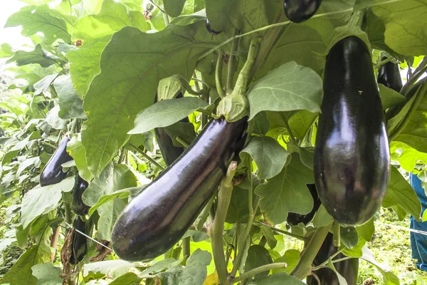 Aubergine Tuin Verse Biologische Aubergine Paarse Aubergine Die Bodem Groeit — Stockfoto