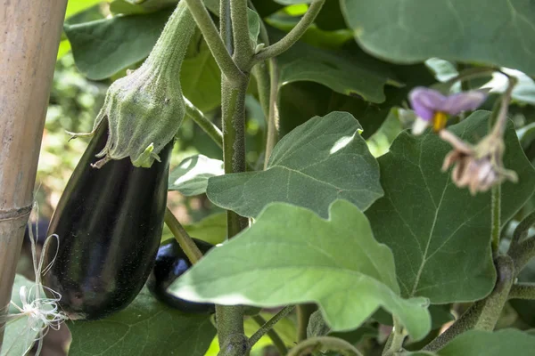 花园里的茄子 新鲜的有机茄子茄子 生长在土壤中的紫色茄子 — 图库照片