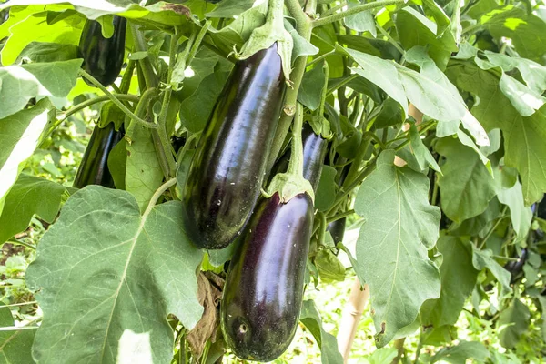 Bahçede patlıcan. Taze organik patlıcan. Toprakta büyüyen mor patlıcan.