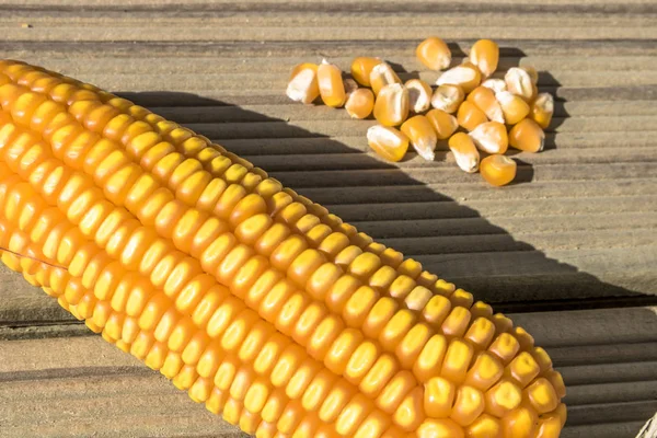 Ears of Sweet Corn and seeds with selective focus in Brazil