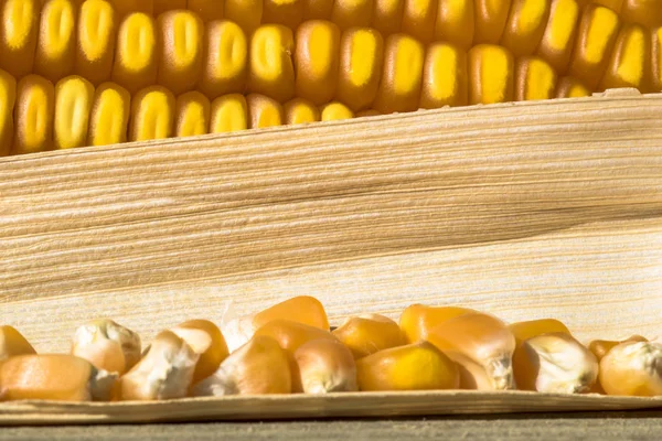 Ears of Sweet Corn and seeds with selective focus in Brazil