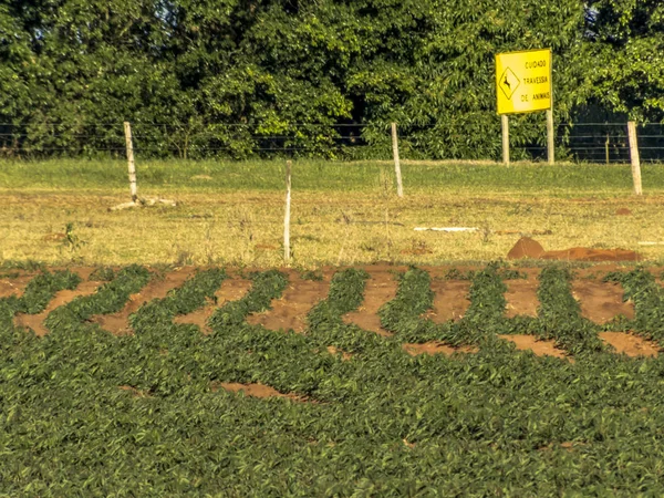 Bebé Yuca Planta Mandioca Campo Brazi — Foto de Stock