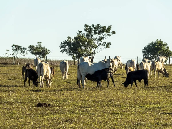 Gado Nelore Pastagem Inverno Brasil — Fotografia de Stock