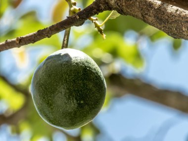 Brezilya 'da güneşli bir günde avokado ağacı, Brezilya tropikal meyvesi