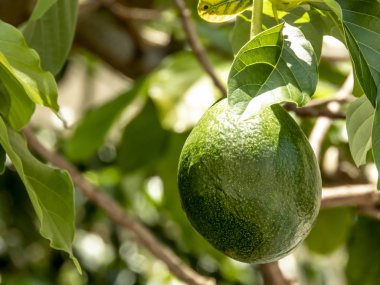 Brezilya 'da güneşli bir günde avokado ağacı, Brezilya tropikal meyvesi