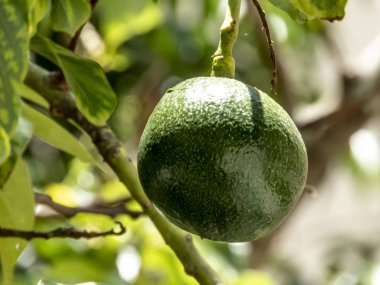 Brezilya 'da güneşli bir günde avokado ağacı, Brezilya tropikal meyvesi