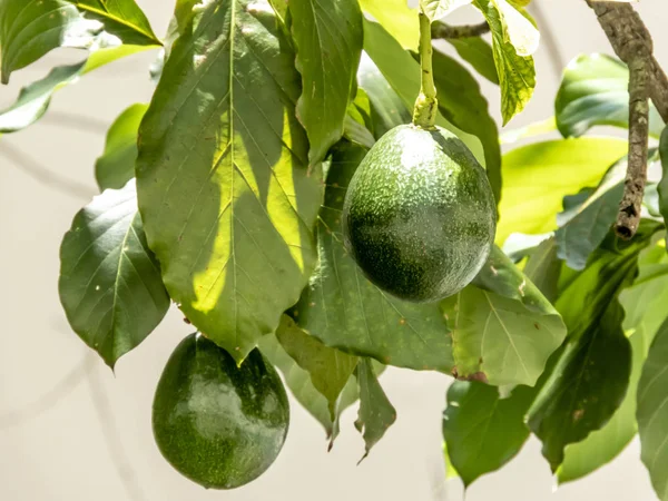 Brezilya Güneşli Bir Günde Avokado Ağacı Brezilya Tropikal Meyvesi — Stok fotoğraf