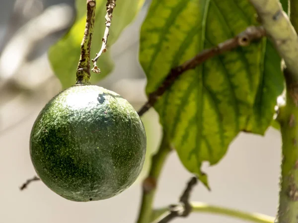 Avocado Boom Zonnige Dag Brazilië Braziliaanse Tropische Vruchten — Stockfoto