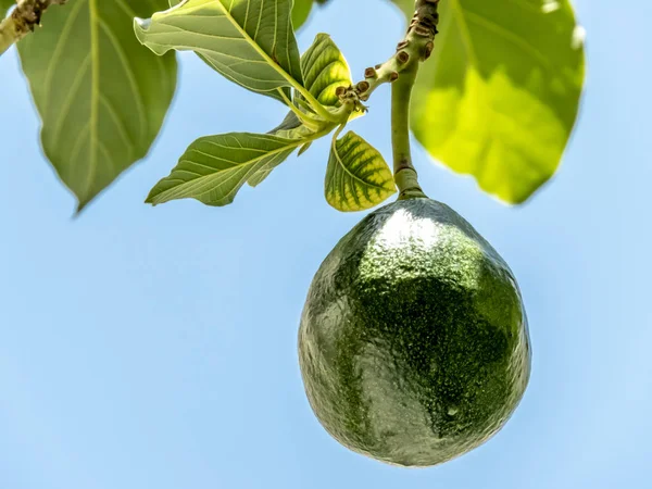 Brezilya Güneşli Bir Günde Avokado Ağacı Brezilya Tropikal Meyvesi — Stok fotoğraf