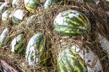 Karpuz yığını Sao Paulo eyaletinde Marilia Ceagesp satılmaktadır